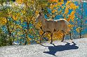 Canmore_0011