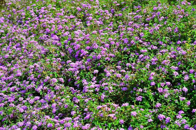 DSC_1312.jpg - (c) Daniel MILLET