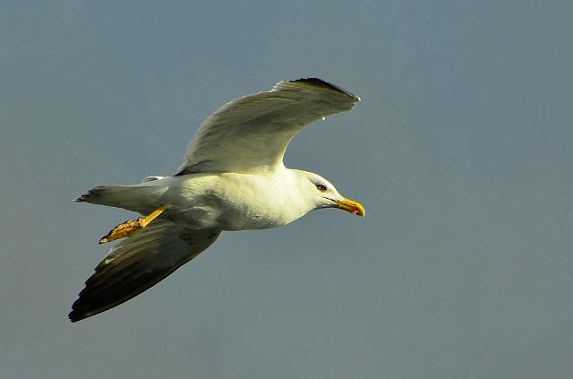DSC_1708.jpg - (c) Daniel MILLET
